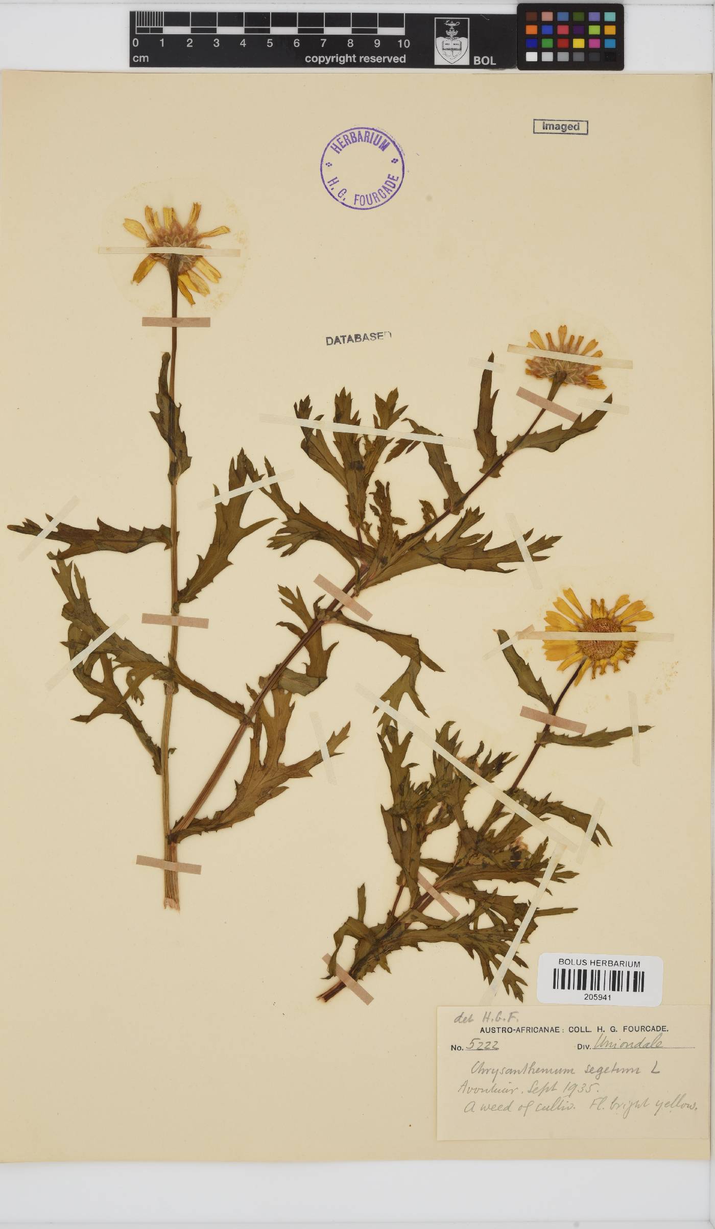 Chrysanthemum segetum image