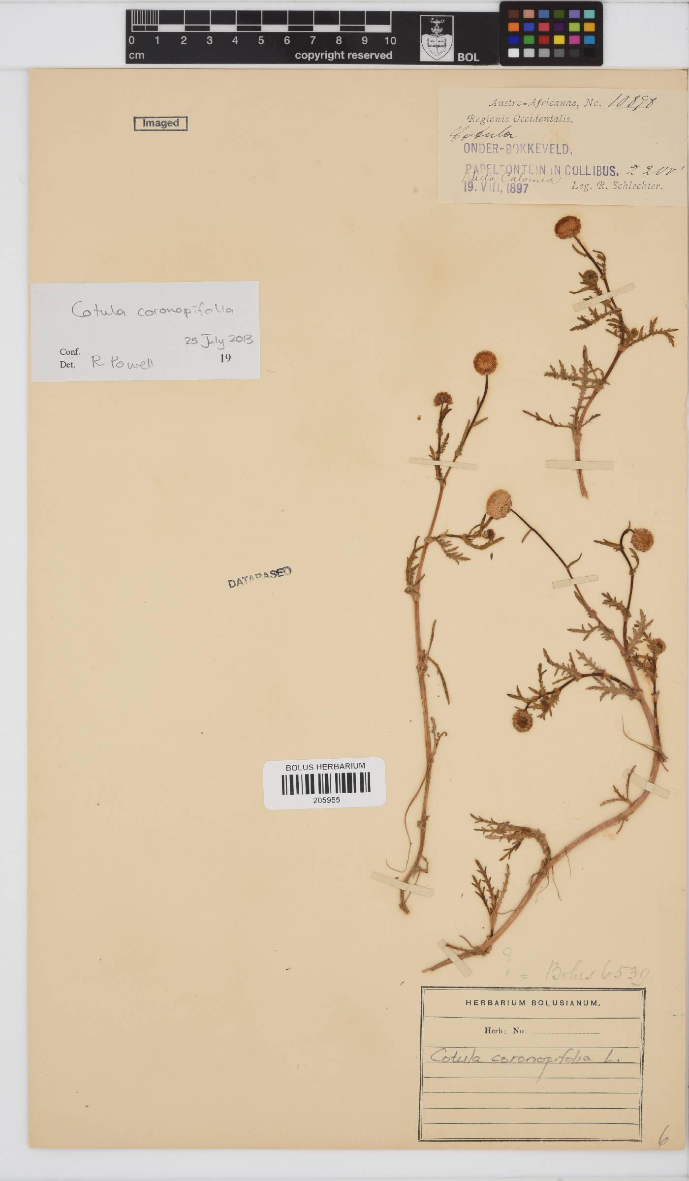 Cotula coronopifolia image