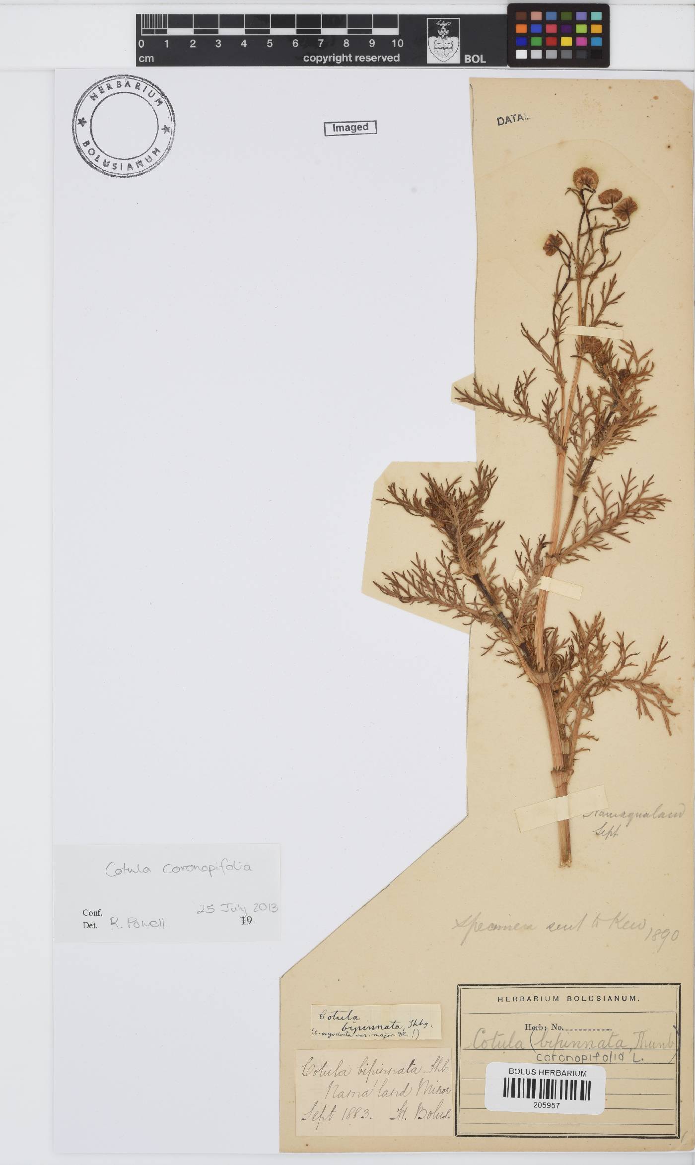 Cotula coronopifolia image