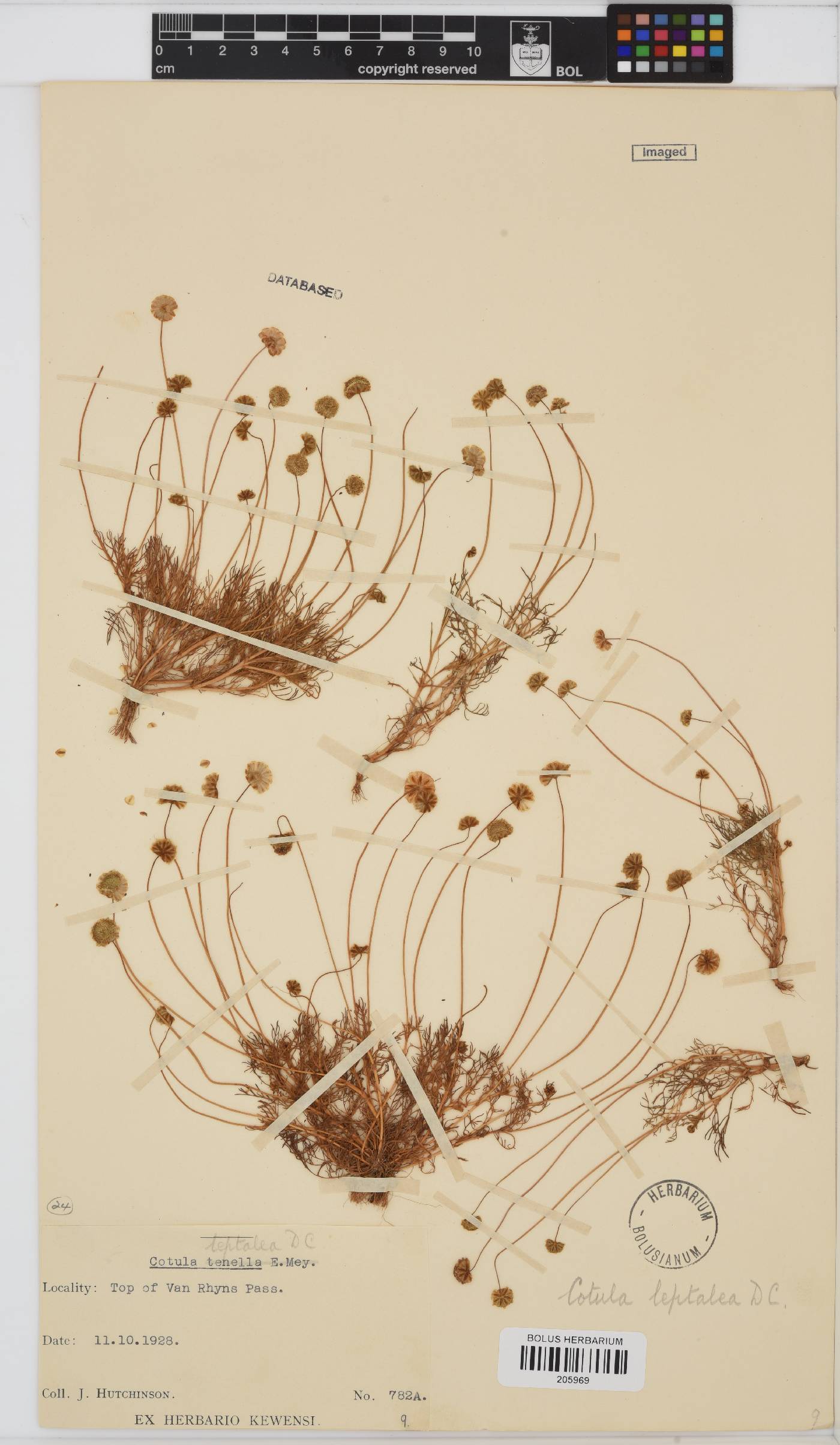 Cotula leptalea image
