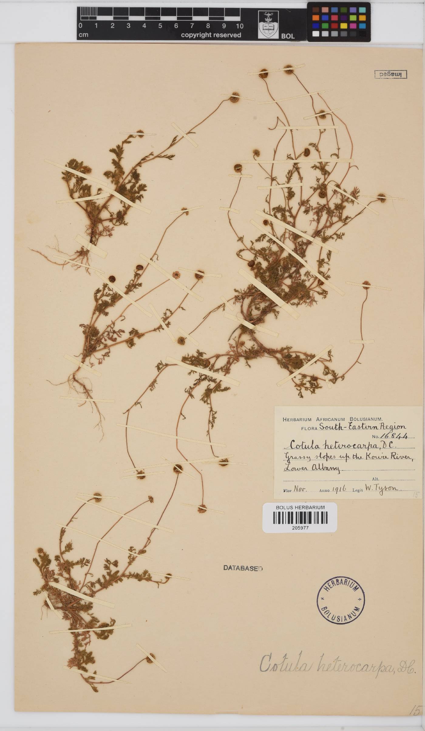 Cotula heterocarpa image