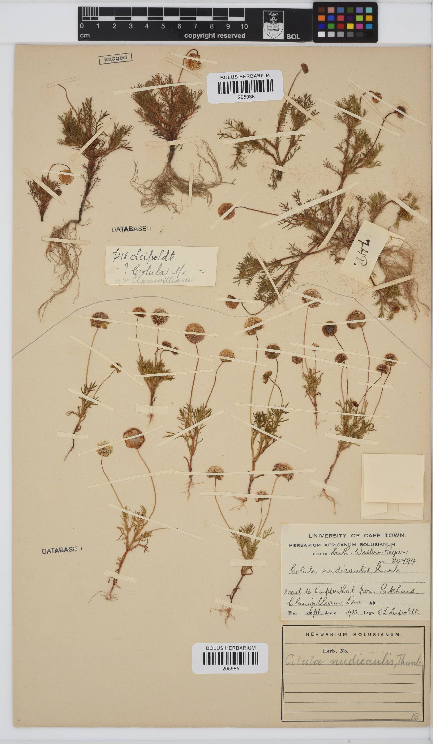 Cotula nudicaulis image