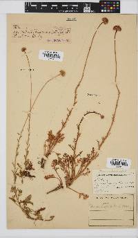 Cotula hispida image