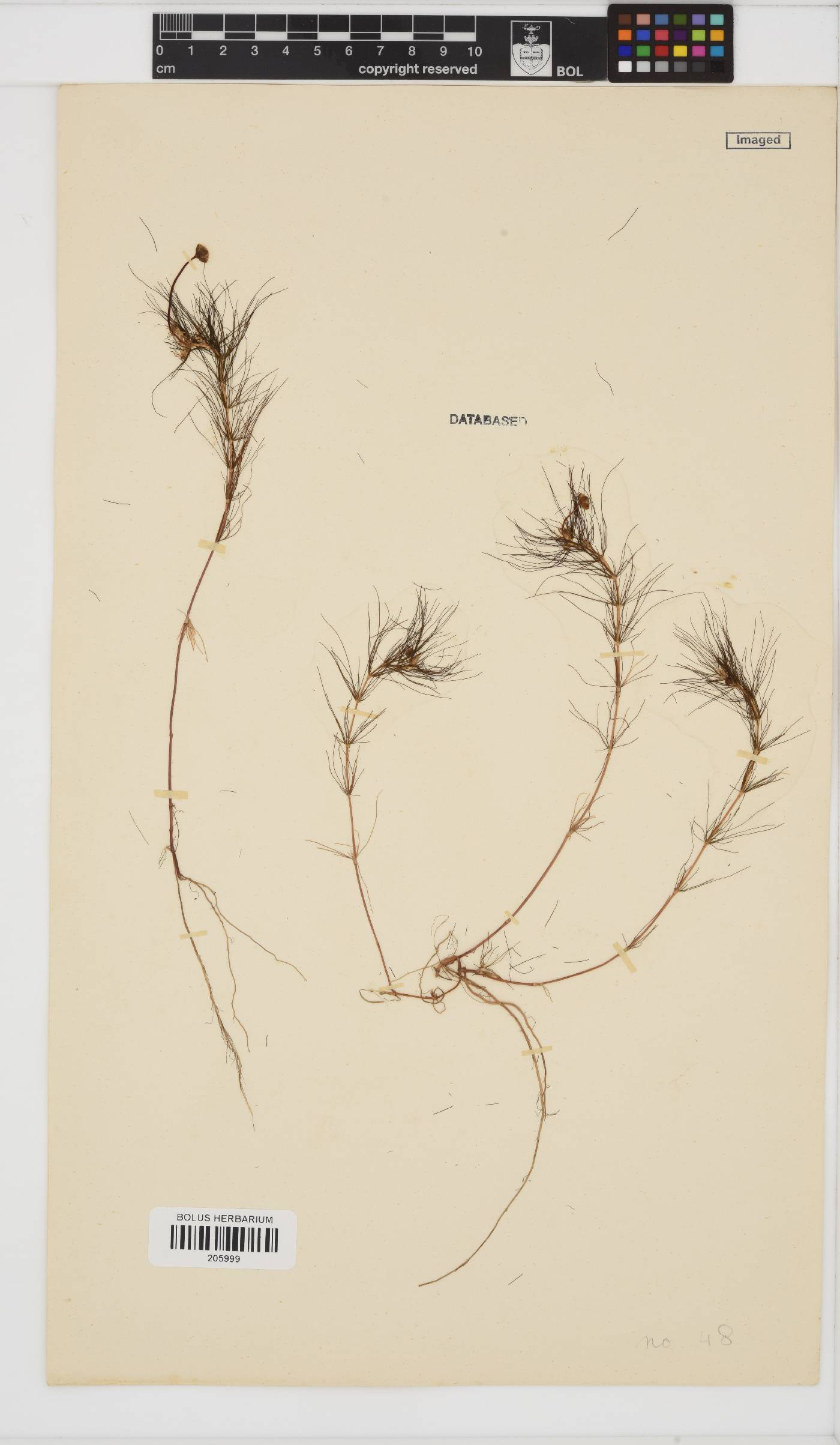 Cotula myriophylloides image