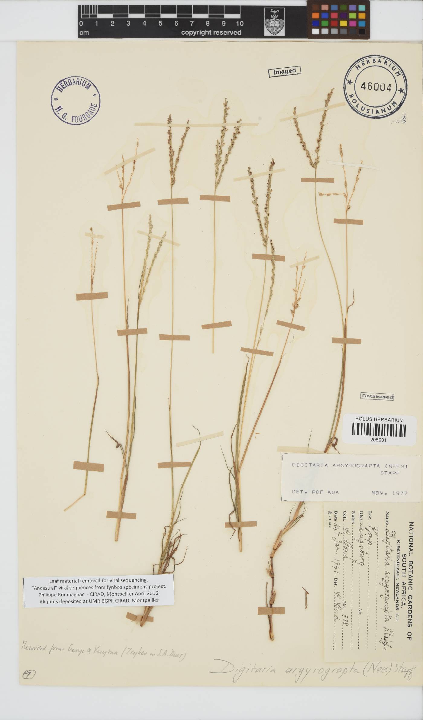 Digitaria argyrograpta image