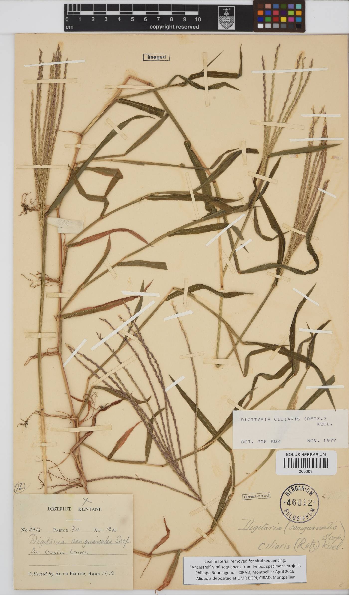 Digitaria ciliaris image