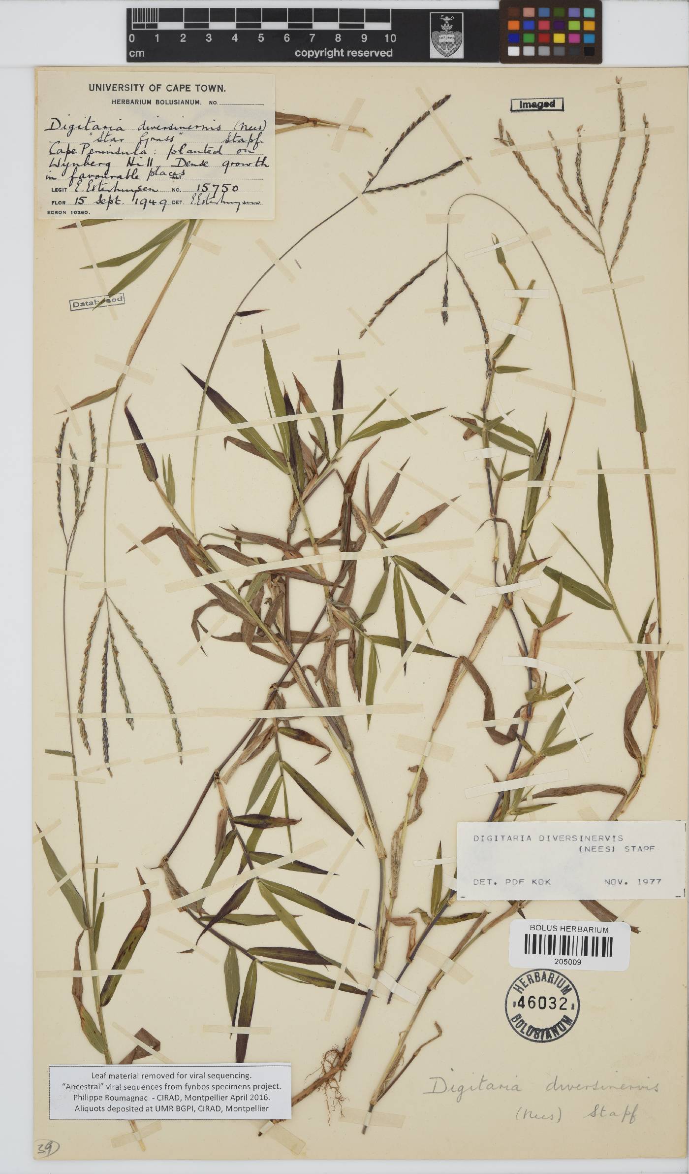 Digitaria diversinervis image