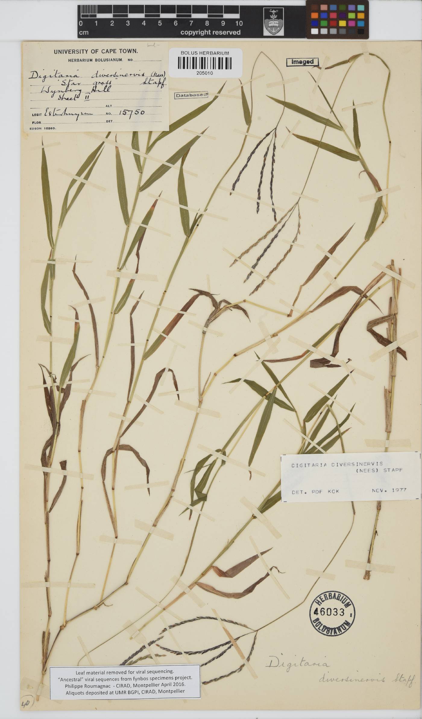 Digitaria diversinervis image