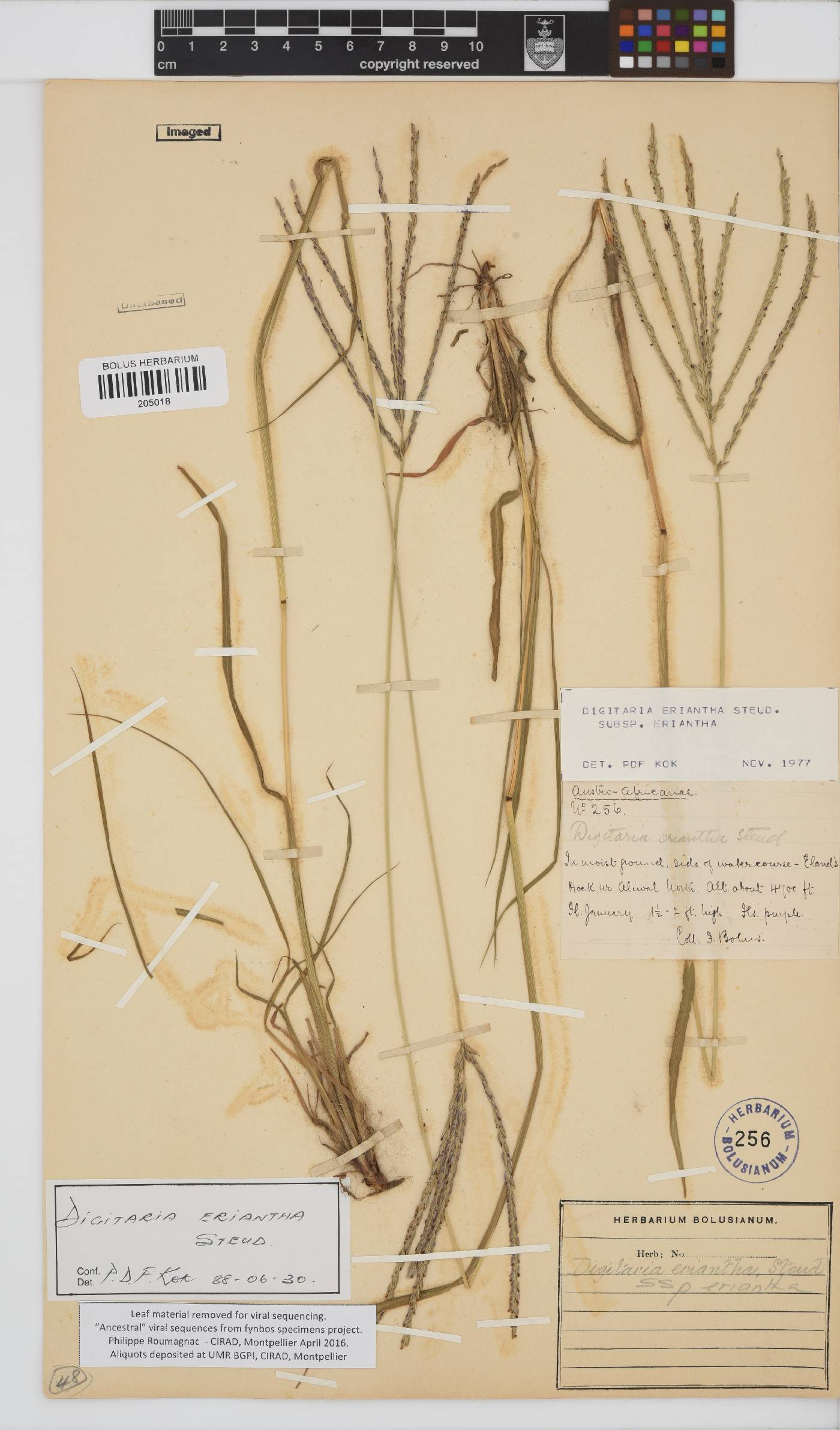 Digitaria eriantha image