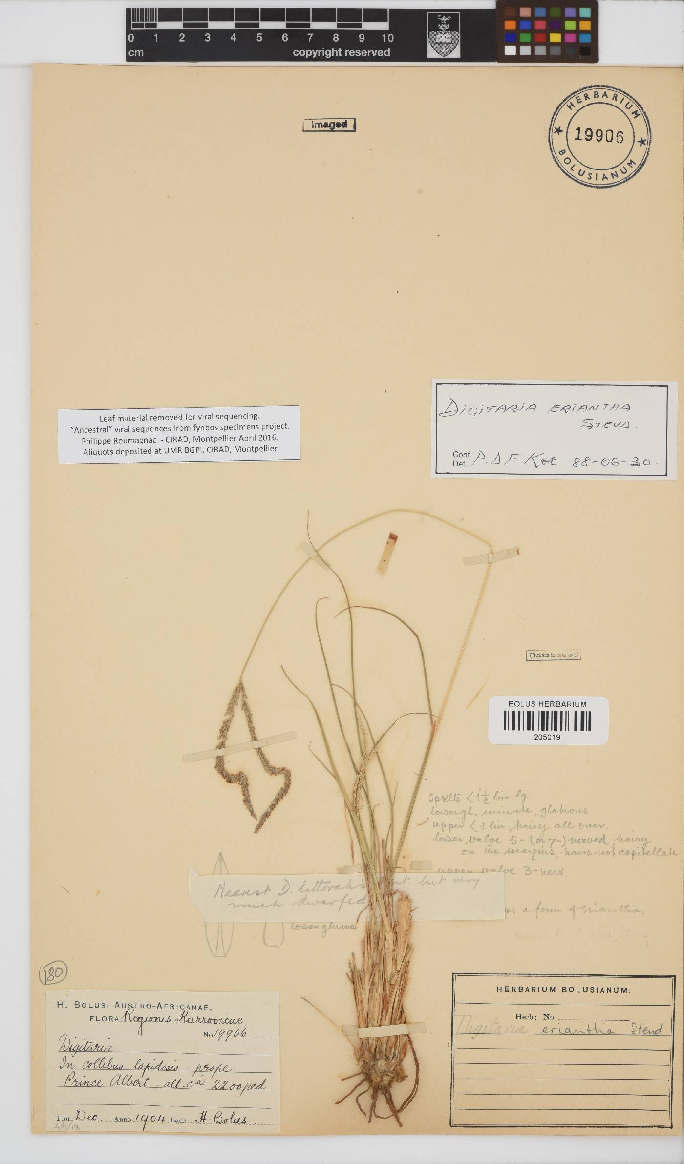 Digitaria eriantha image