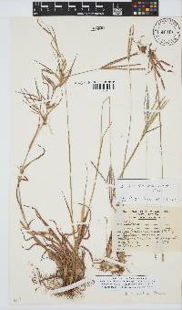 Digitaria eriantha image