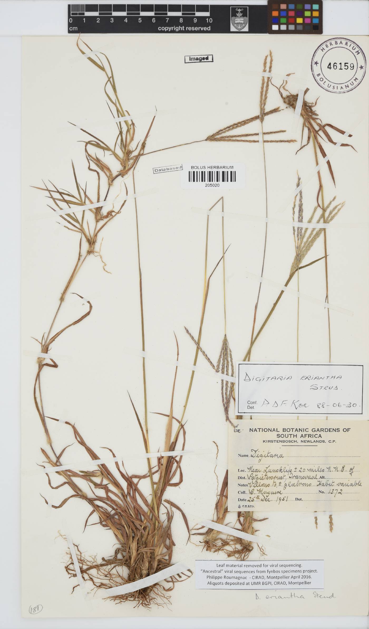 Digitaria eriantha image