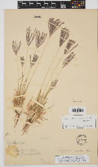 Digitaria eriantha image