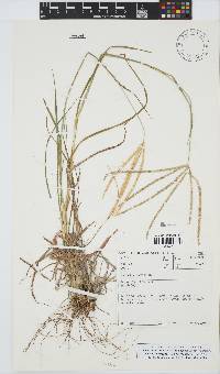 Digitaria eriantha image