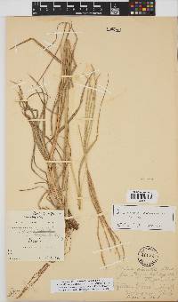 Digitaria eriantha image