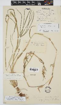 Digitaria eriantha image