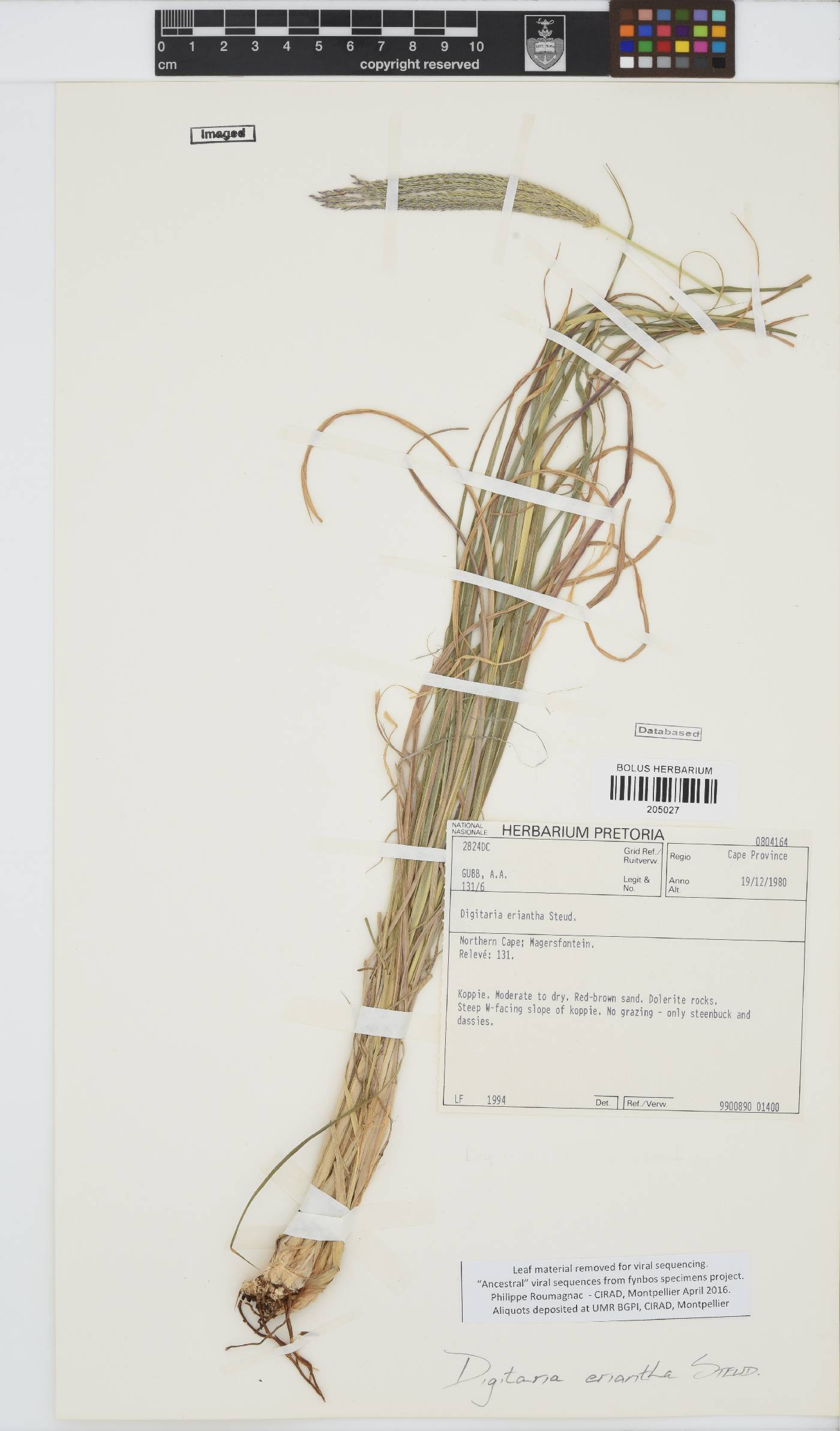 Digitaria eriantha image