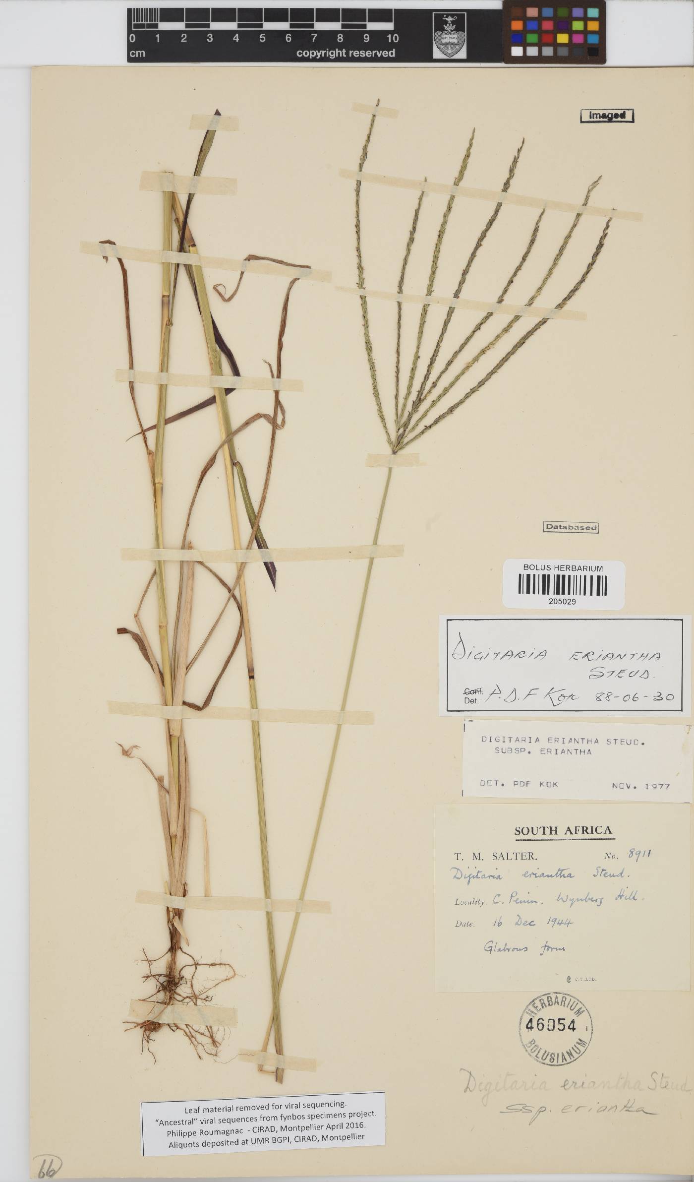Digitaria eriantha image