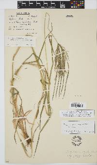 Digitaria eriantha image