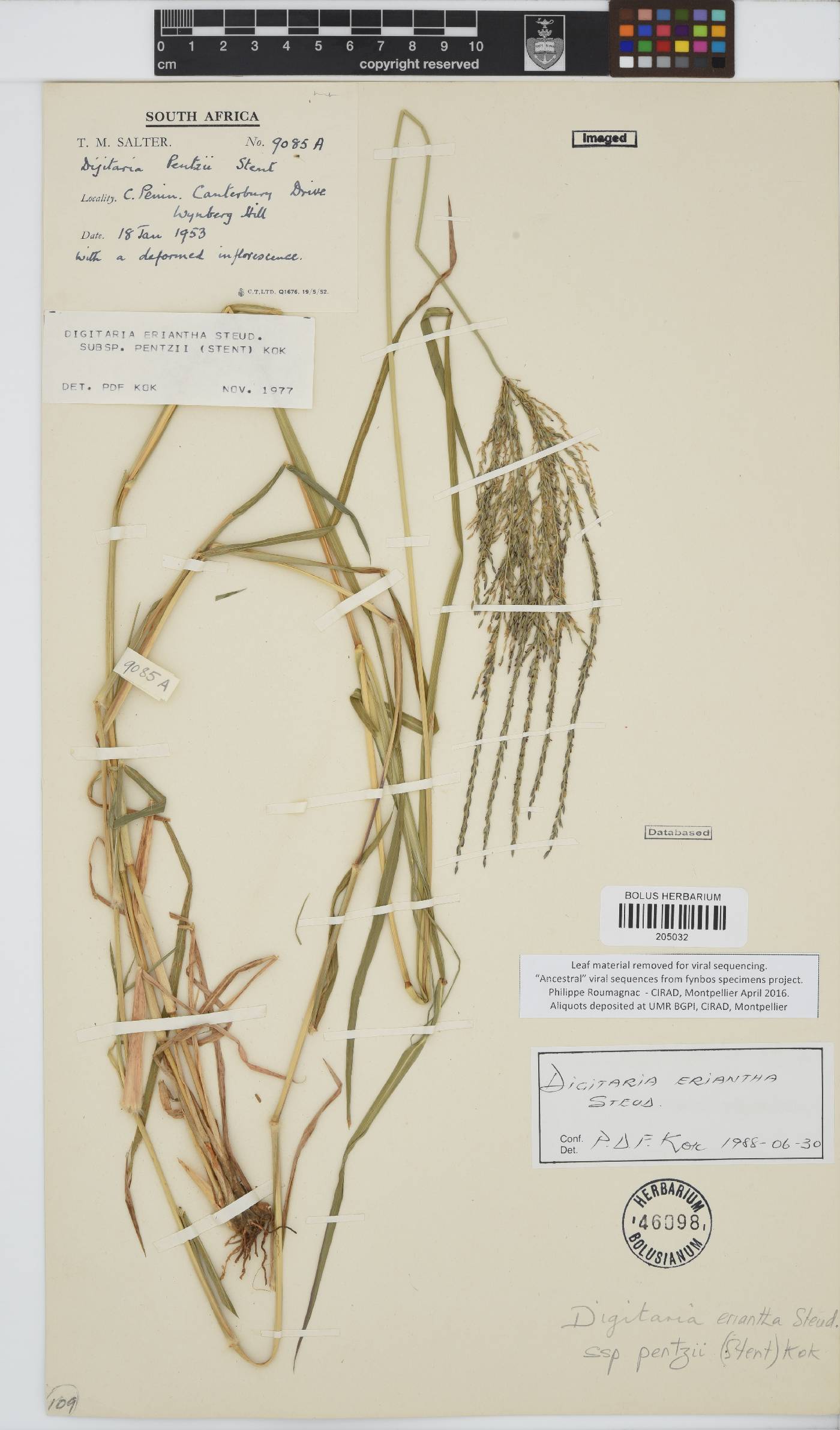 Digitaria eriantha image