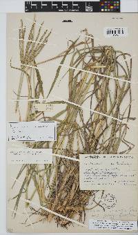 Digitaria eriantha image