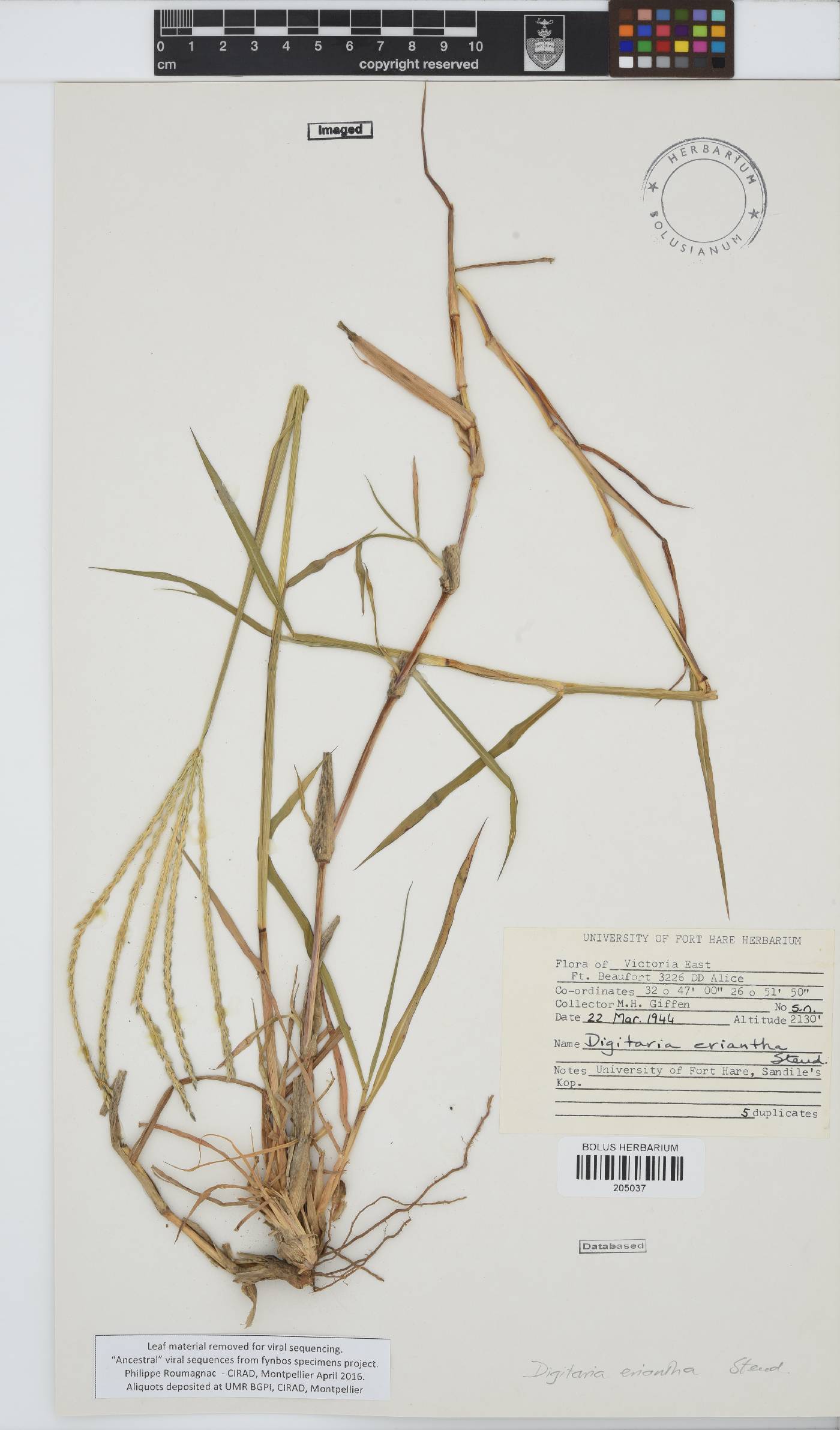 Digitaria eriantha image