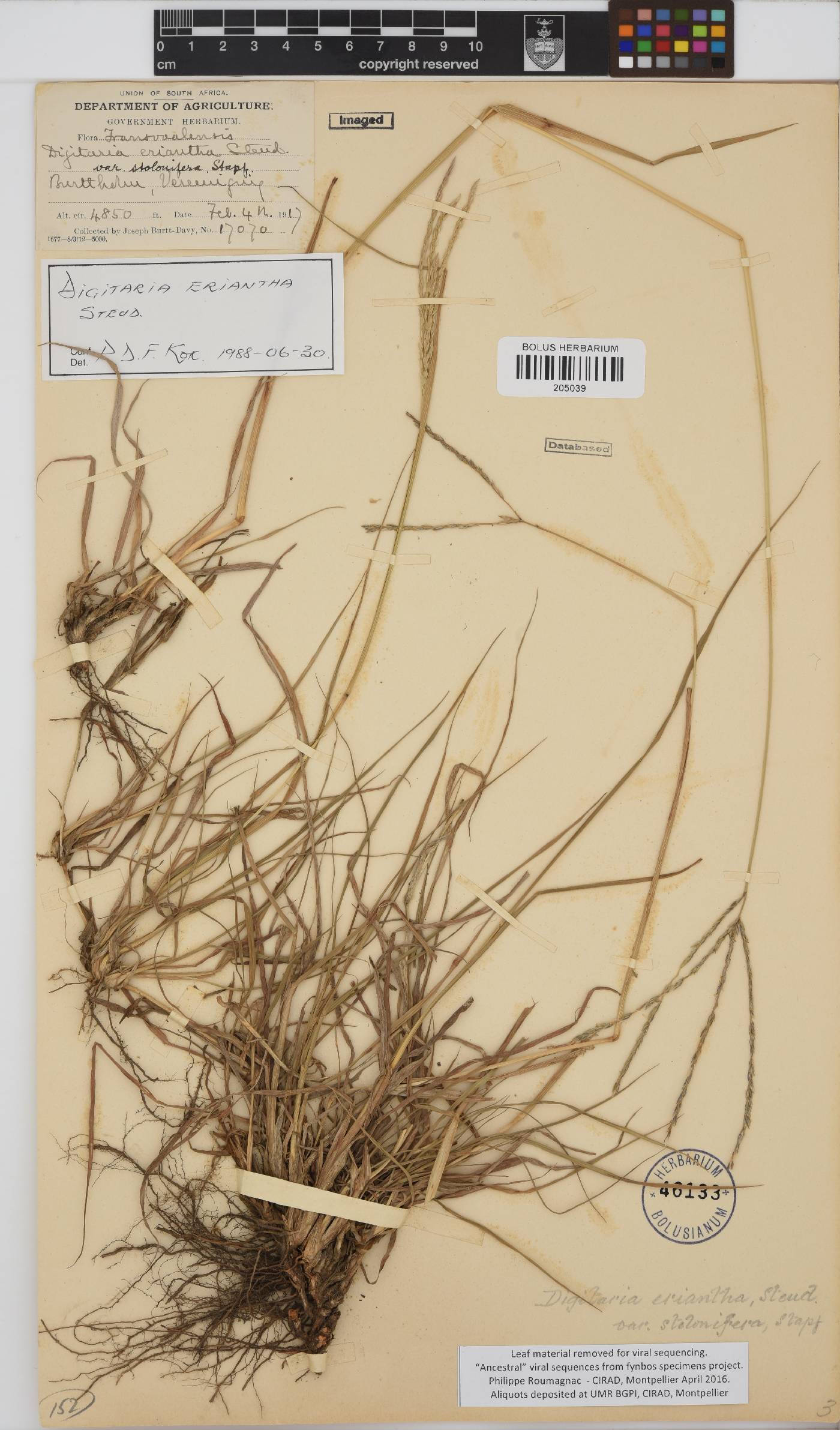 Digitaria eriantha image