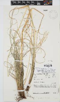 Digitaria eriantha image