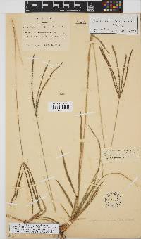 Digitaria eriantha image