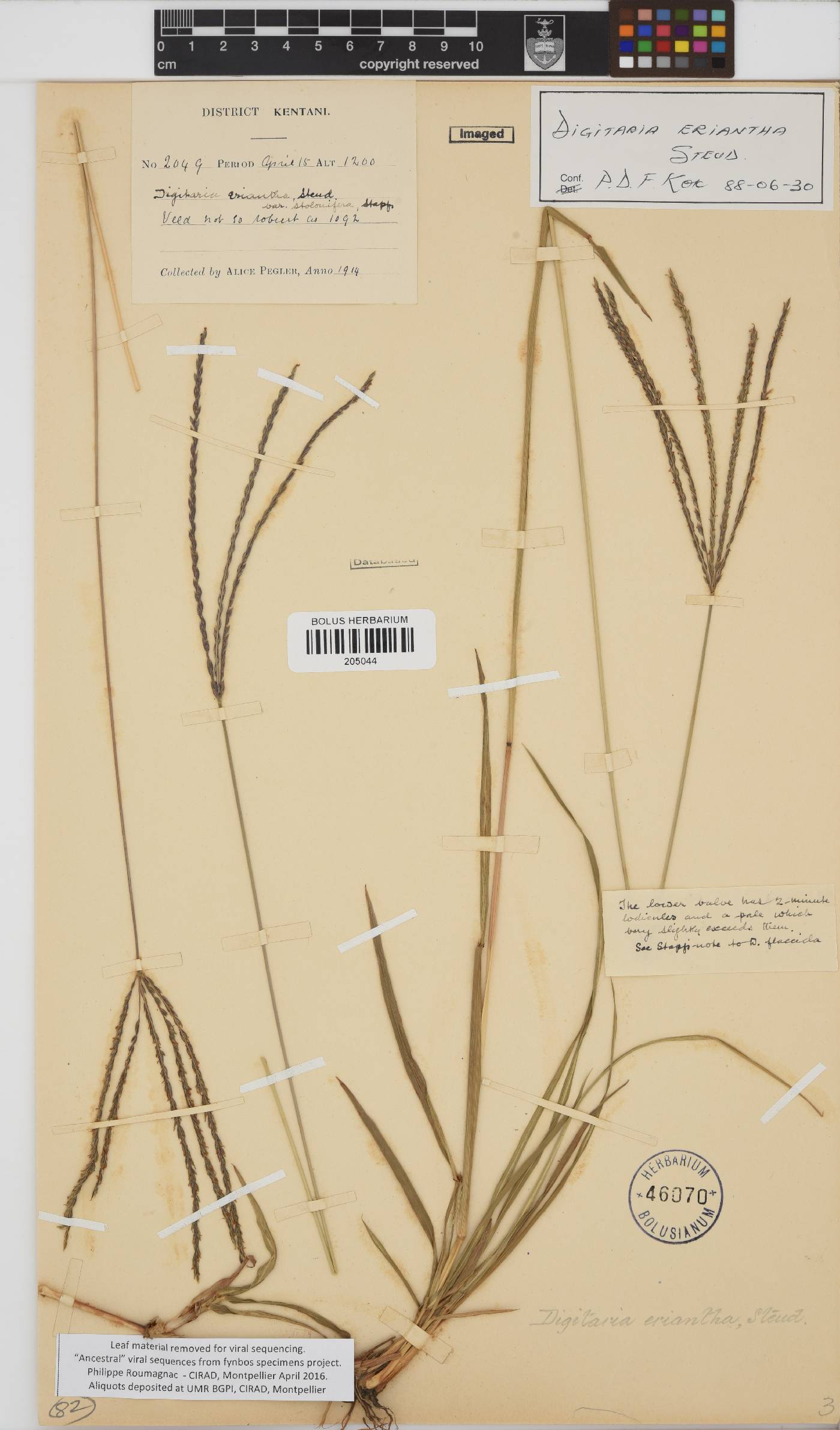 Digitaria eriantha image