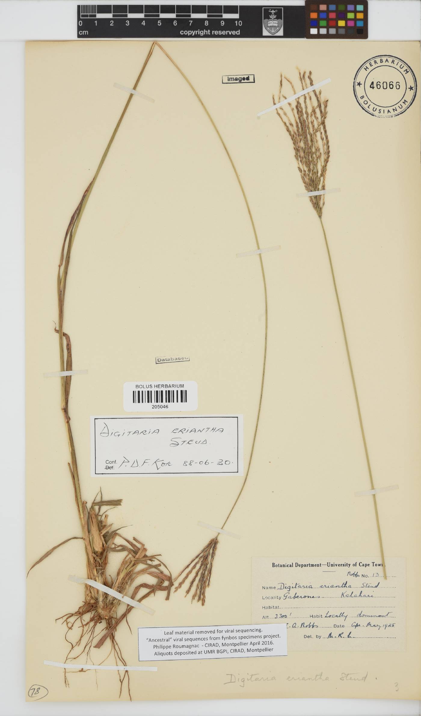 Digitaria eriantha image