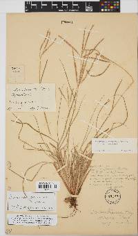 Digitaria eriantha image