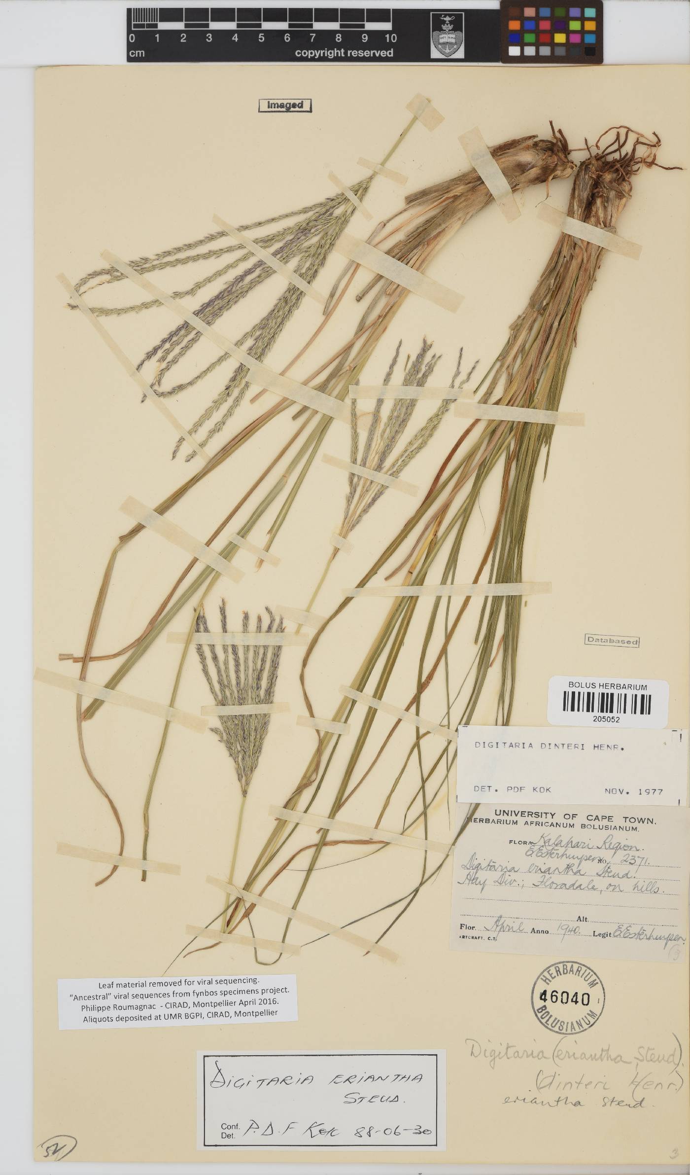 Digitaria eriantha image