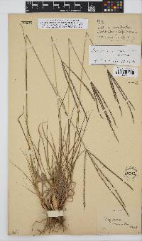 Digitaria eriantha image