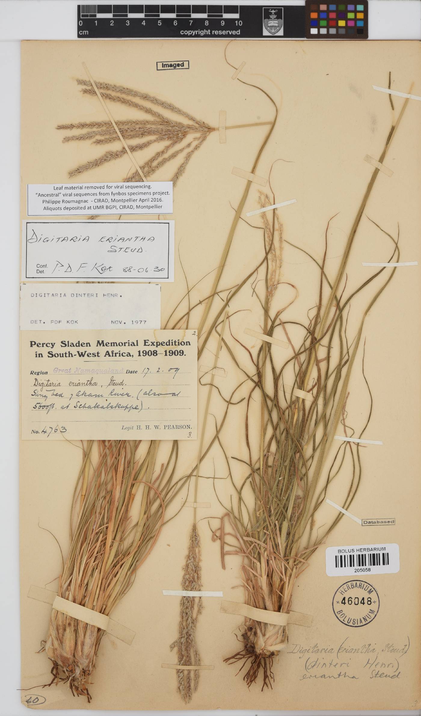 Digitaria image