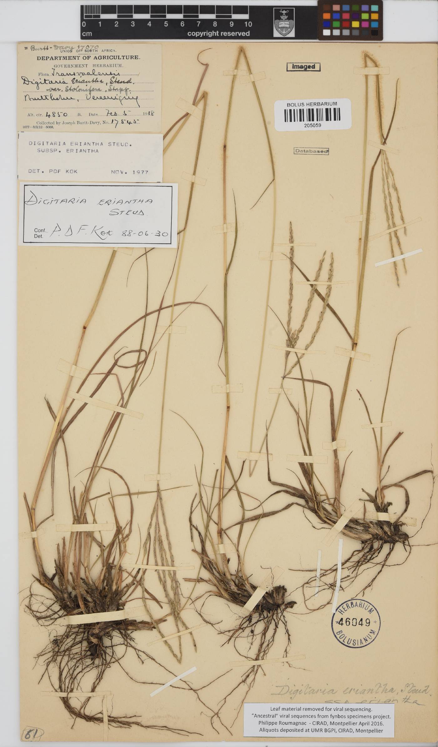 Digitaria eriantha image