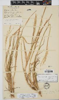 Digitaria eriantha image