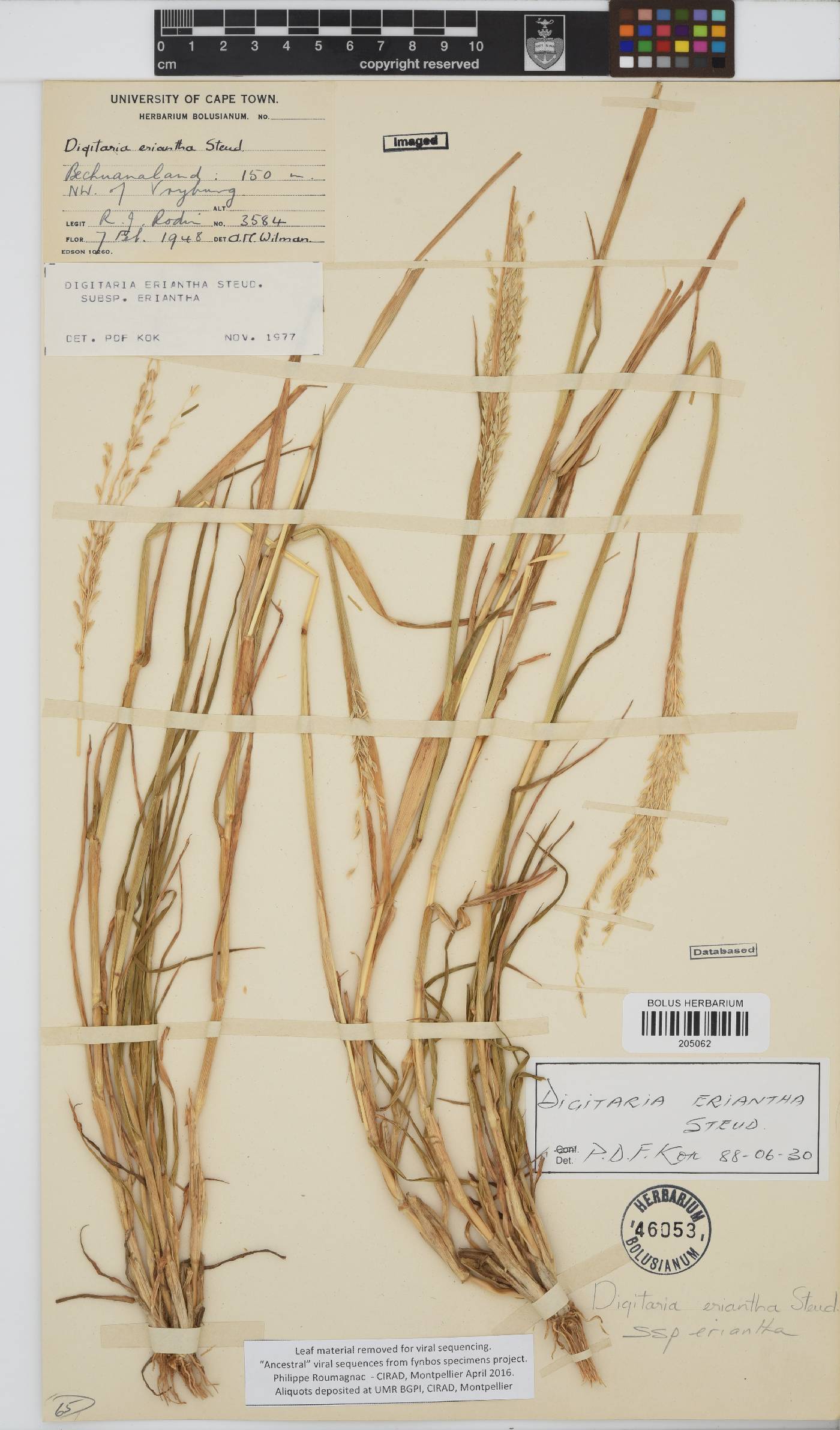 Digitaria eriantha image