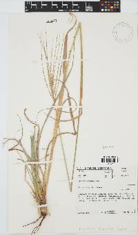 Digitaria eriantha image