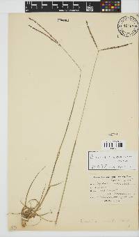 Digitaria eriantha image