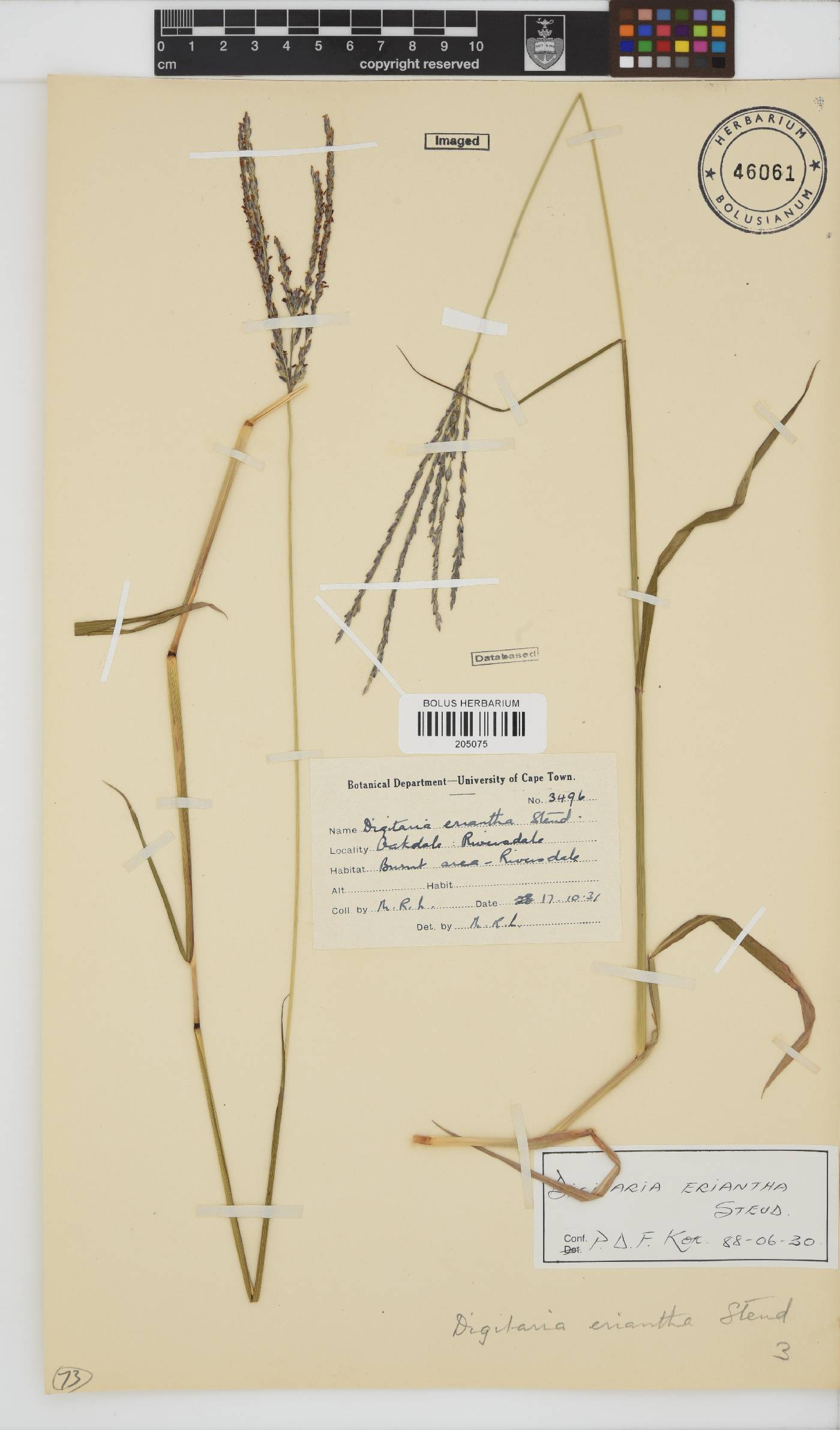 Digitaria eriantha image