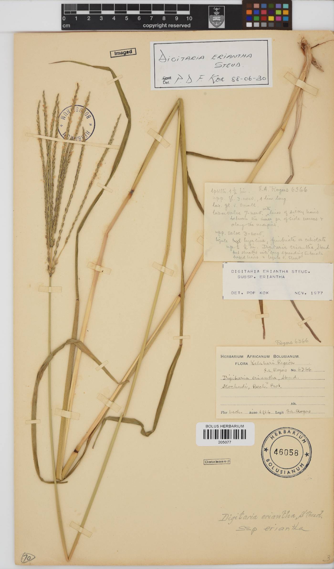 Digitaria eriantha image