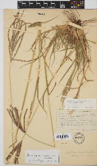 Digitaria eriantha image