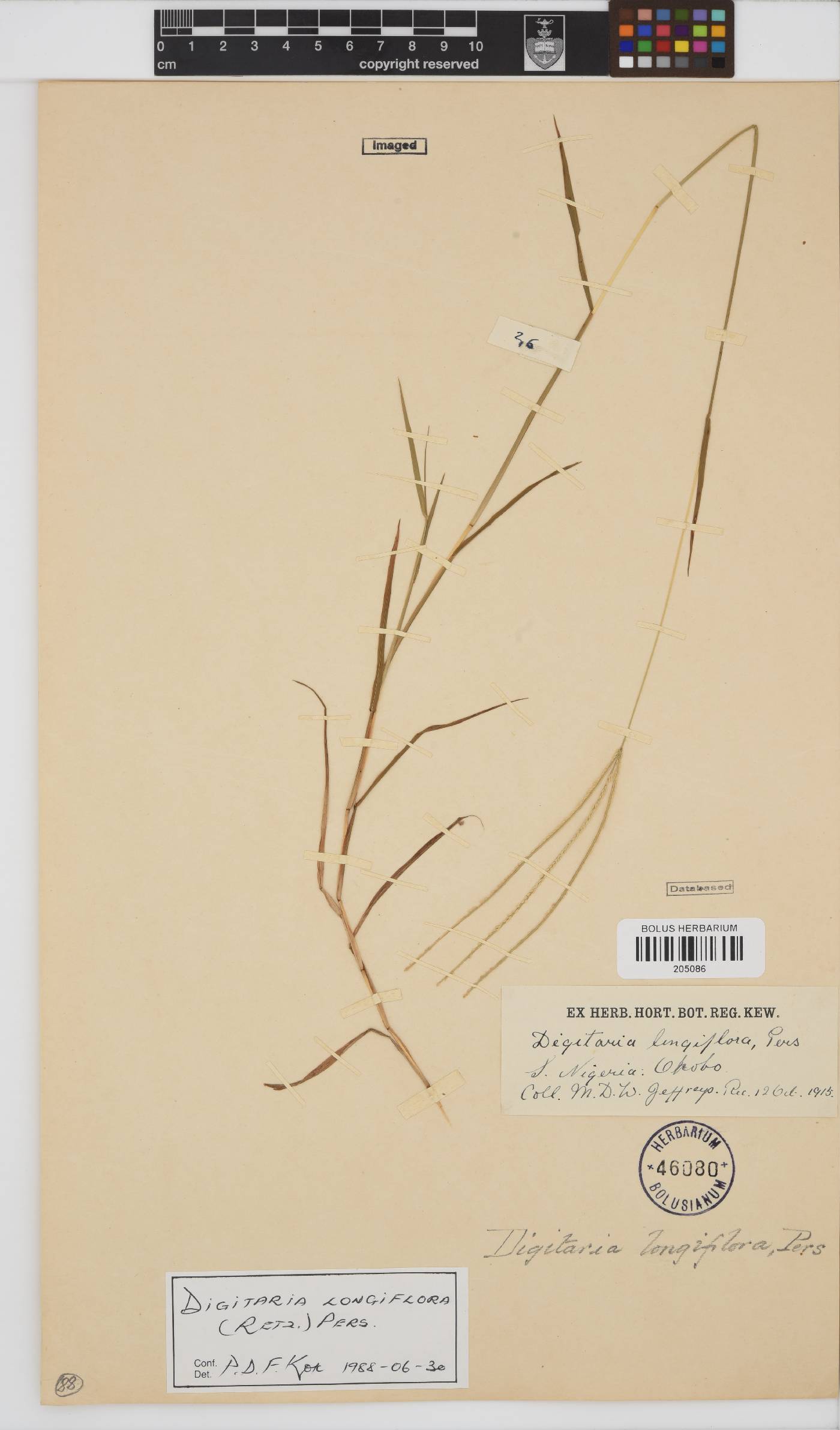 Digitaria longiflora image