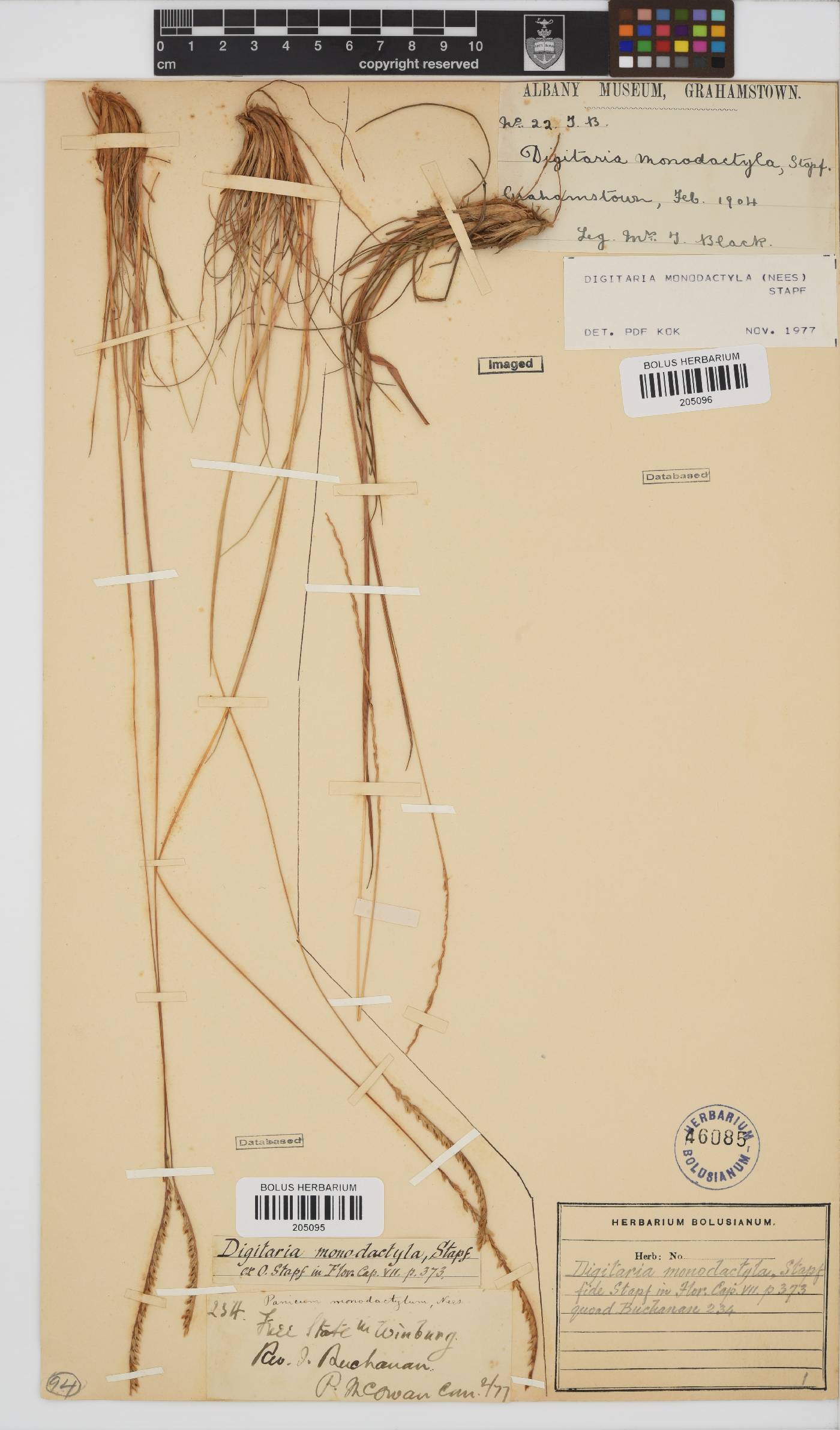 Digitaria monodactyla image