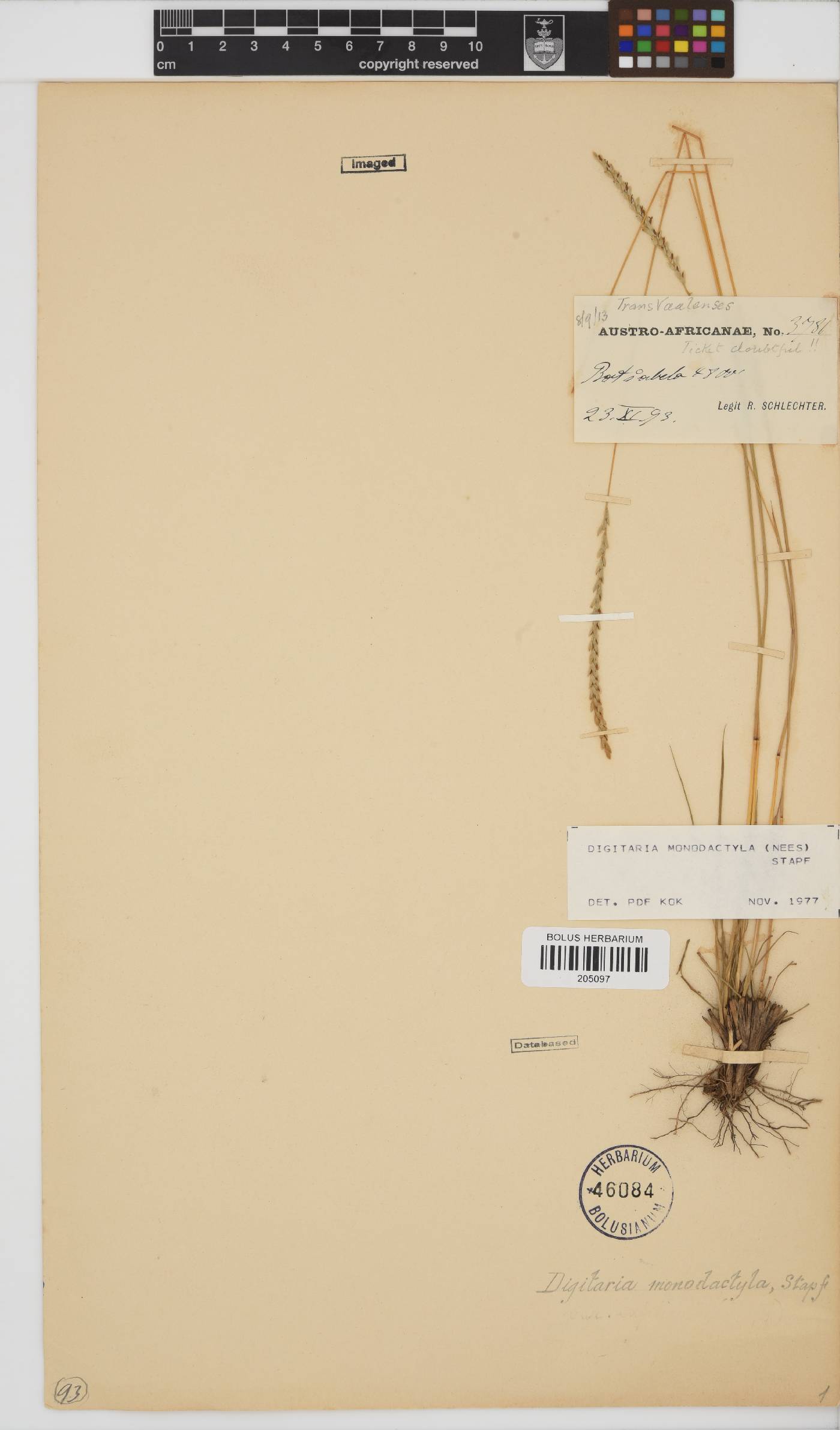 Digitaria monodactyla image