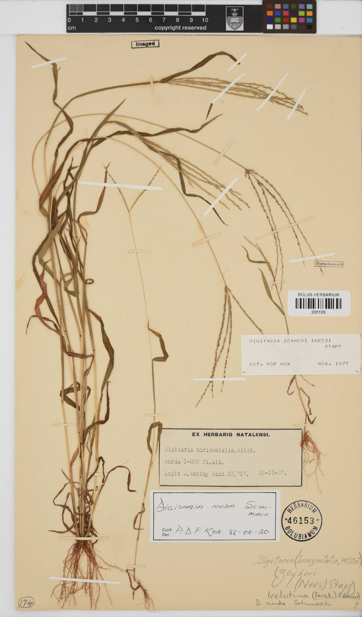 Digitaria nuda image