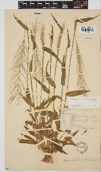 Digitaria perrottetii image