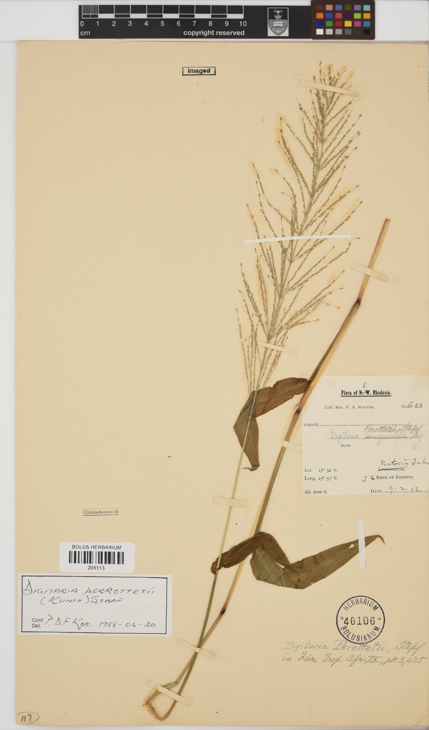 Digitaria perrottetii image