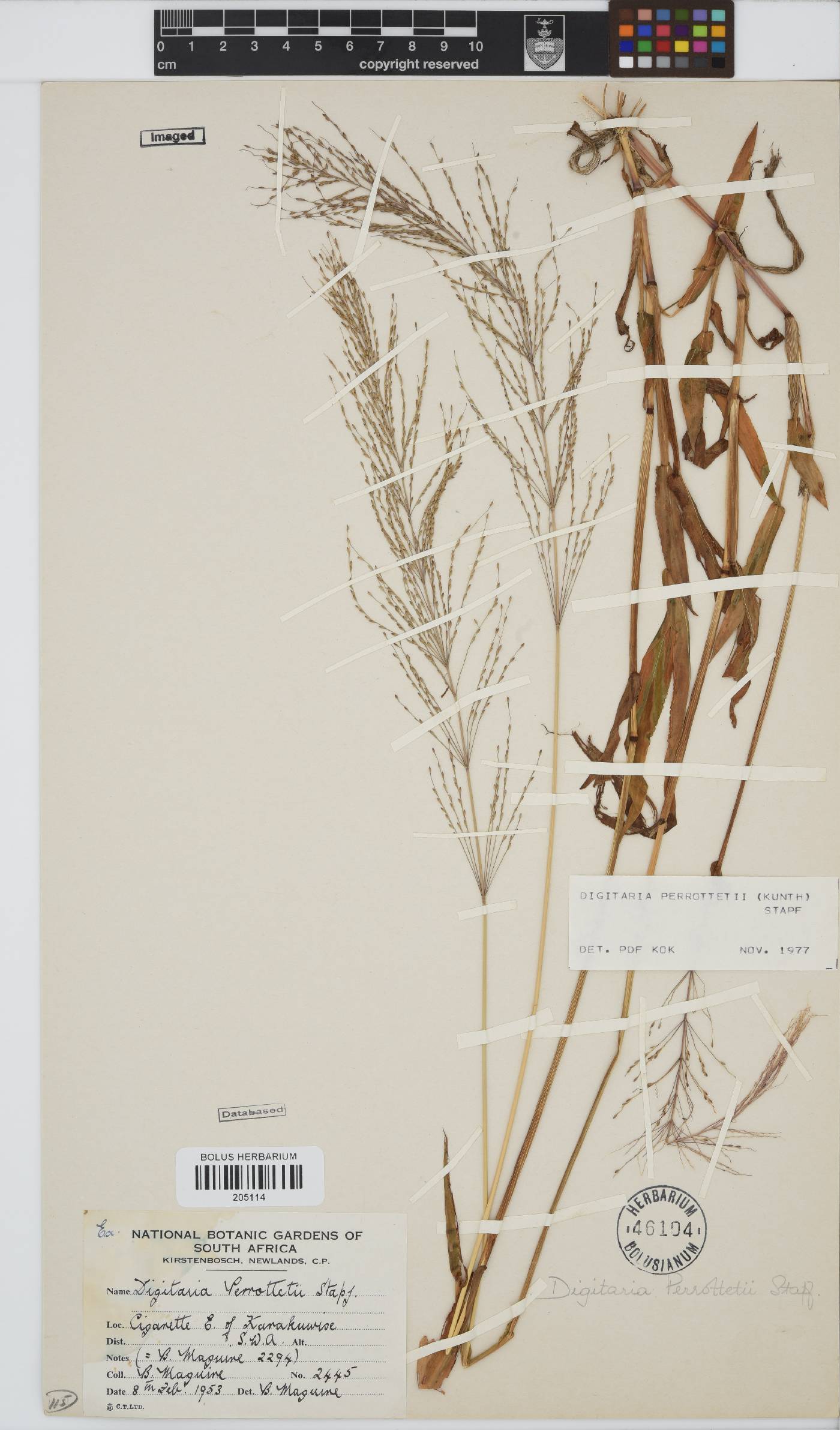 Digitaria perrottetii image